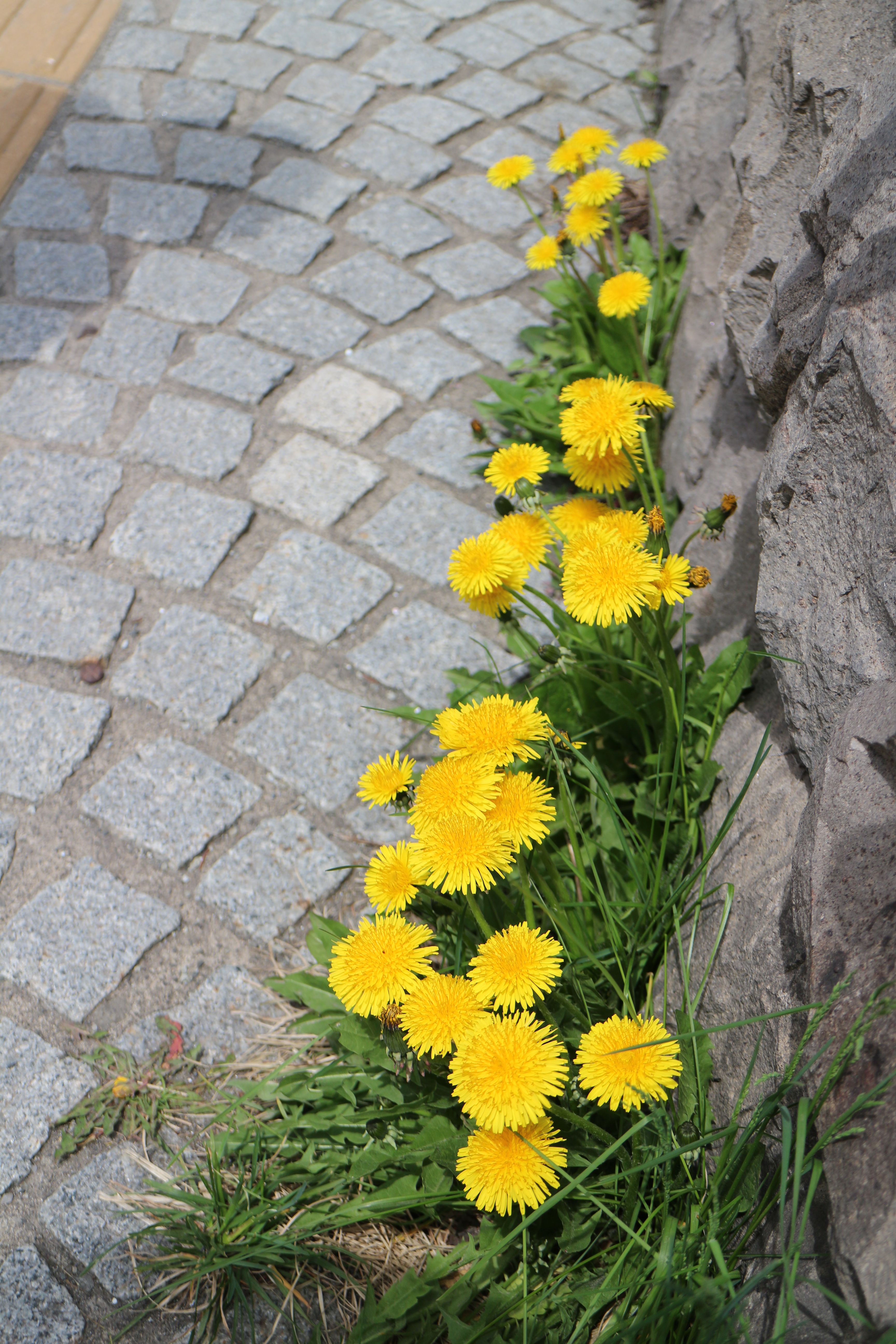 ファイル 53-1.jpg